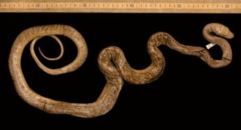 Media type: image;   Herpetology R-9600
